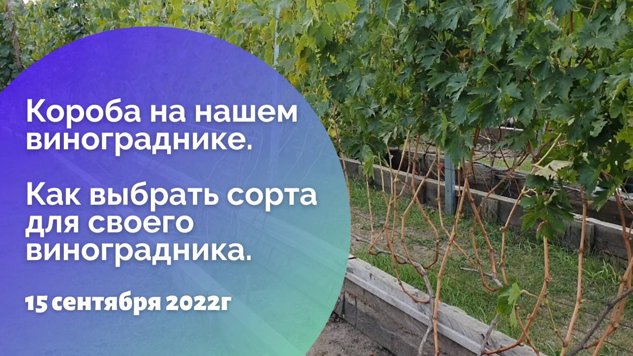 Короба на нашем винограднике. Как выбрать сорта для своего виноградника. 15.09.2022