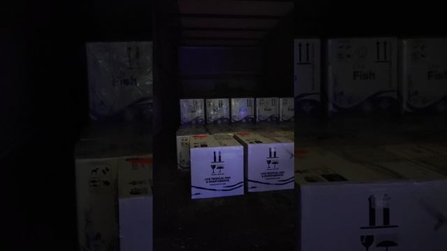 Новая поставка из Кении и Австралии.