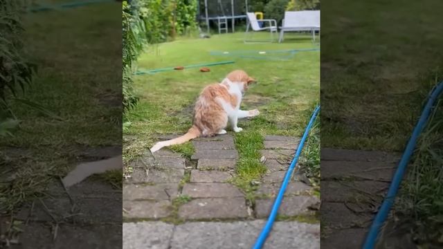Как хороши и мощны мои лапища!
How good and powerful are my paws!