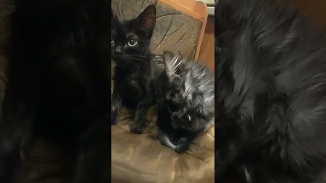 Помните малышей от Натальи с Азовстальской, которых в свою  семью взяла Оксана, не побоявшись долечи