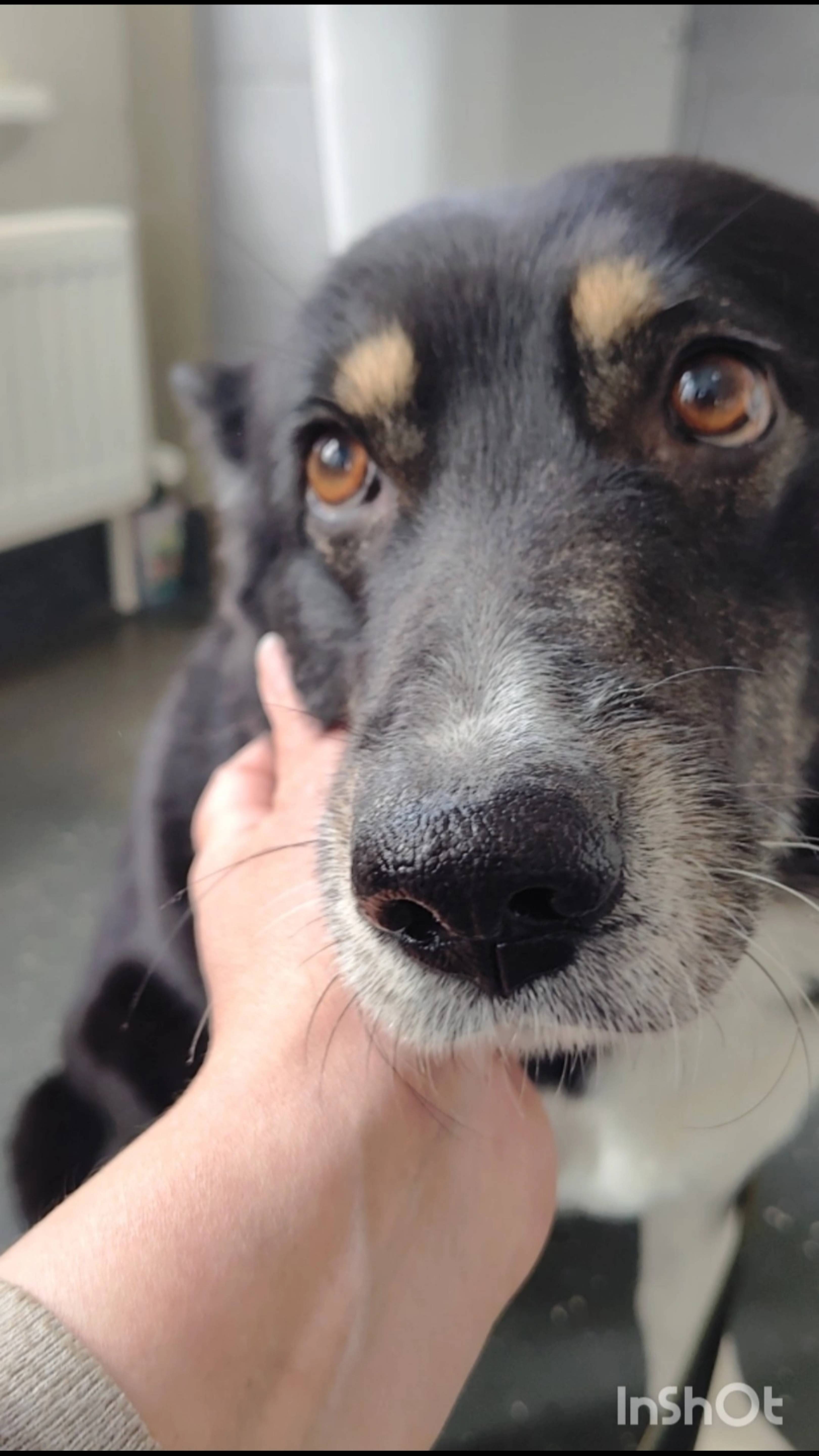 Бима ищет ДОМ и СЕМЬЮ!