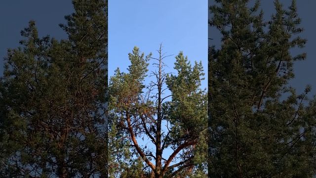 1000006267.mp4