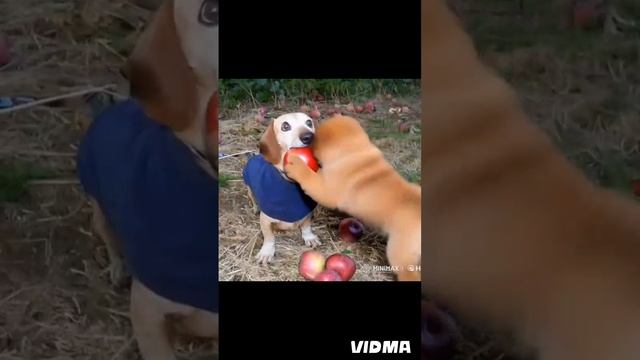 Алекс юткугдь