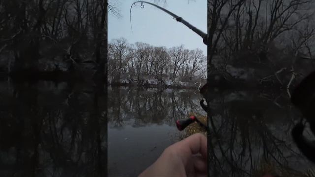 Жерех на джиг в начале зимы