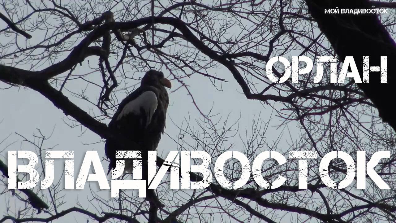 Владивосток, белоплечий орлан (21 декабря 2019).