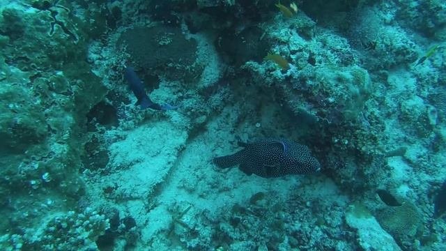 Mantas in the Maldives on Scuba Diving Liveaboard Emperor Voyager