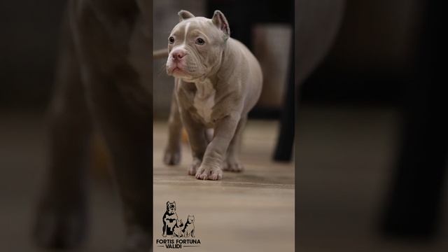 Великолепный парень от замечательных родителей ❤️BIG BONET BULLIES ZIDAN❤️ JO JO❤️