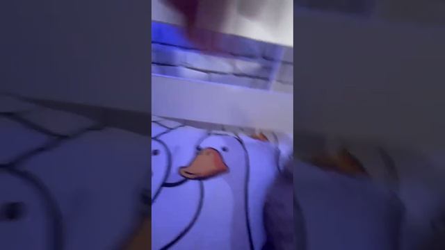 Обзор на мою кошку Муля