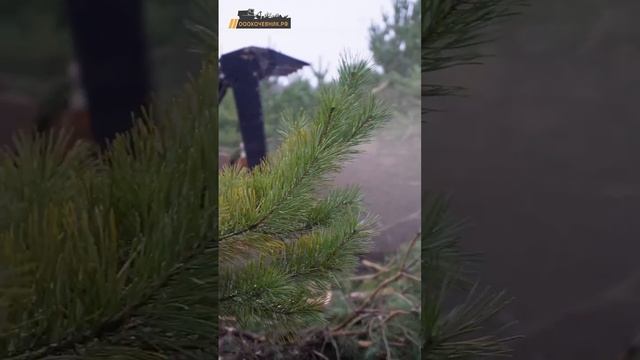 🌲ЗАВАЛИТ ИЛИ НЕТ?
#антонхатунцев #мульчерэксперт #ооокочевник #расчисткаучастка #спилдеревьев