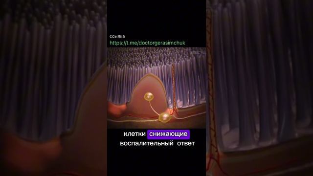 Кишечник и бэм-терапия Fohow, улучшаем моторику