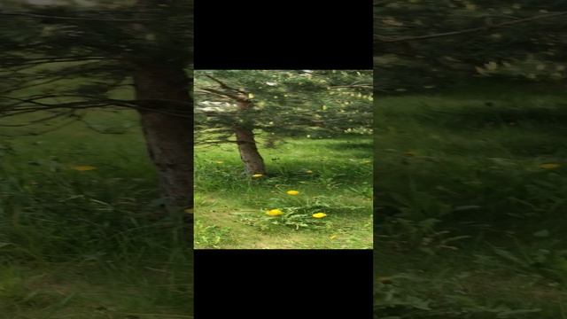 мой друг ест цветоки❤️🔥❤️🔥