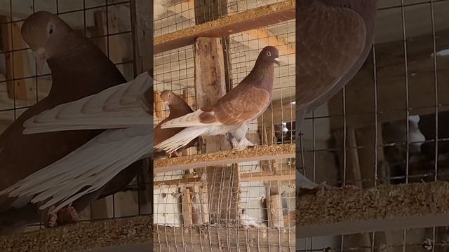 Голуби бакинские 8918 738 94 03
