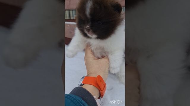 Патик миник