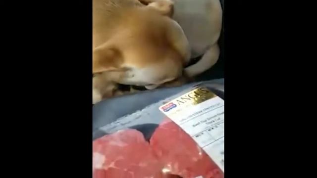 Смешные собаки Приколы про собак Funny Dogs 2019 (Самые Атомные ситуации)