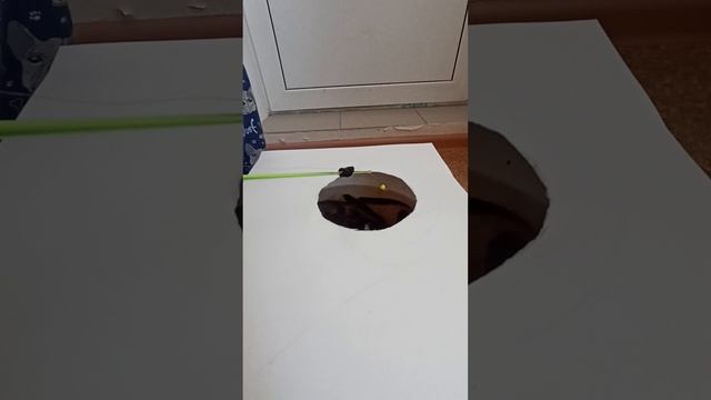 домашняя рыбалка