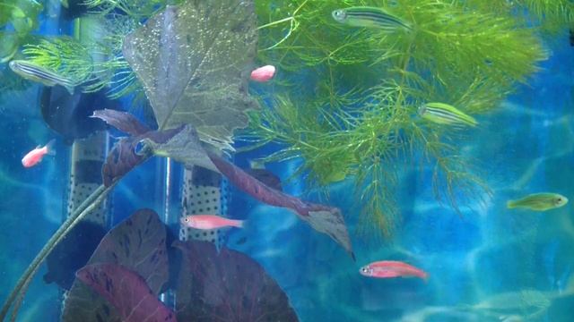 Данио-от рерио до гло!