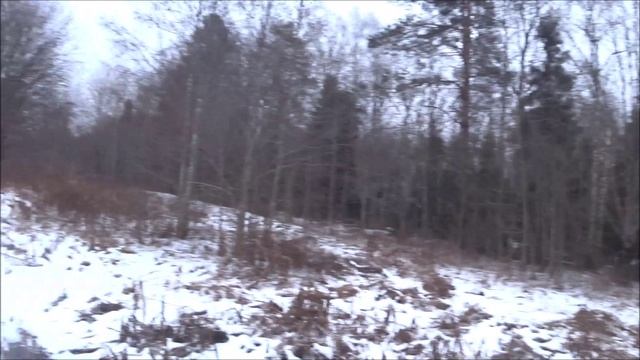 Охота с русскими гончими 7.12.24г. Побудили, погоняли, перевидели.
