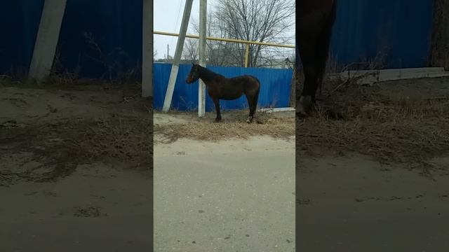 Старый конь,борозды не испортит🐴
Репьёвка 🇷🇺