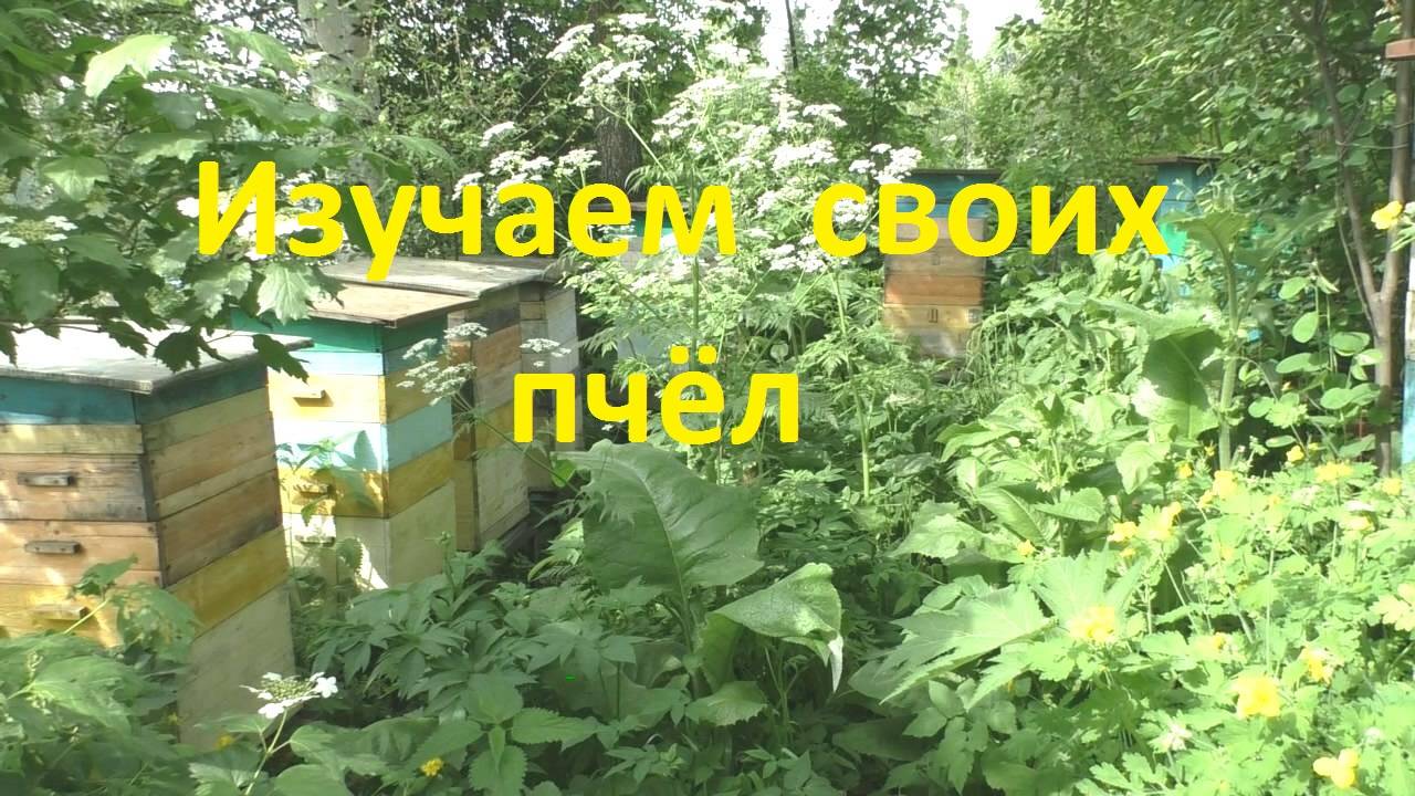 Чтобы о своих пчелах знать все