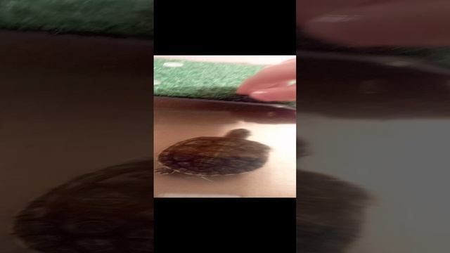 красноухая черепаха