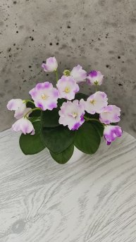 Фиалка SimSim Magic Bells