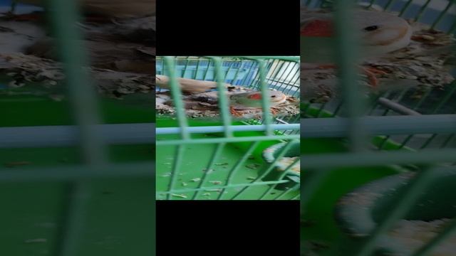 Птенцы