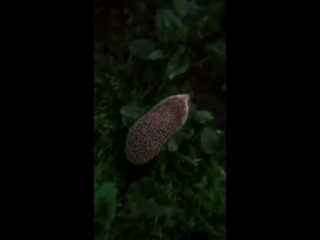 Ёжики