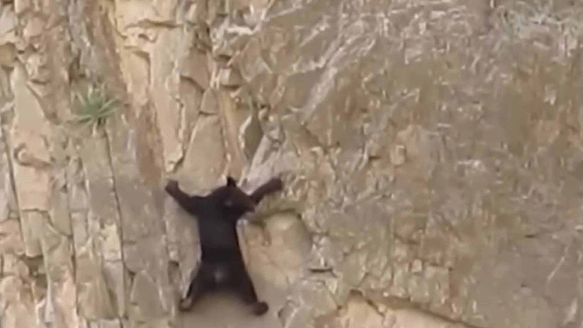 Медведю крупно повезло. Закон Природы суров, но это Закон Природы...