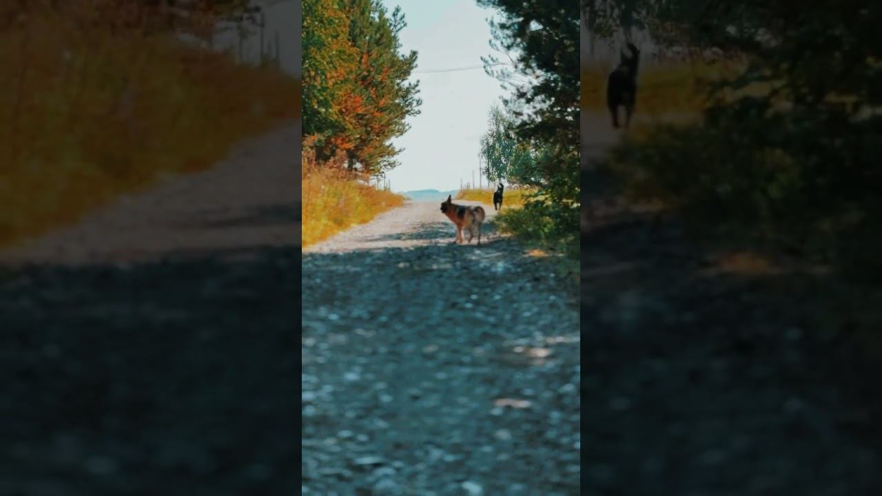 Осень #овчарки #немцы #осень #бугульма #собака