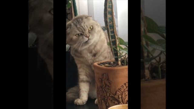 Приколы из tiktok 2024