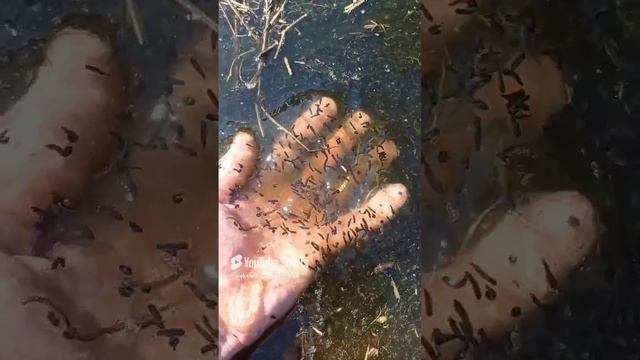 Скоро головастики появятся