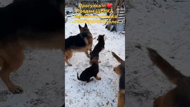 щенки немецкойовчарки 71224.mp4