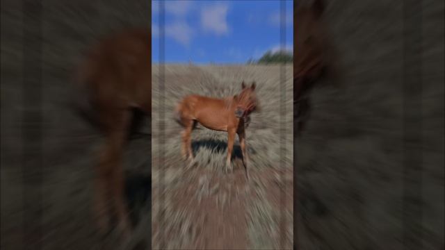 Знакомьтесь это Кира