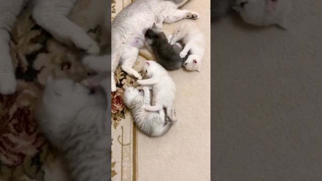 Котятам кошки Кайли 30 дней.