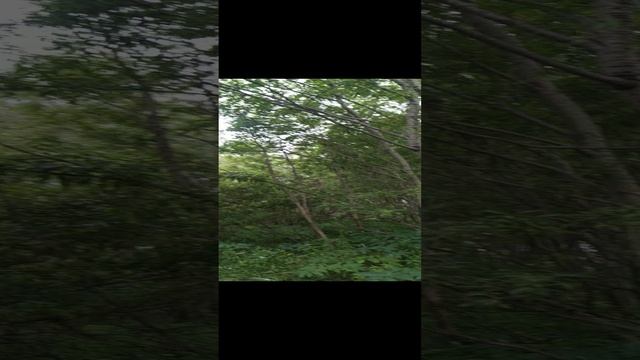VID_20240821_164609.mp4 Елена Дружиненко Воркута