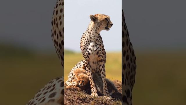 VID_20241207_150137_303.mp4
