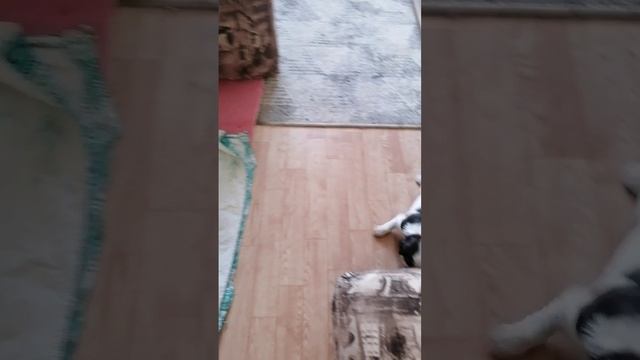 video_2024-12-07_11-39-24