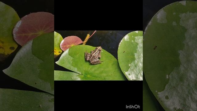 лягушки-царевны.mp4