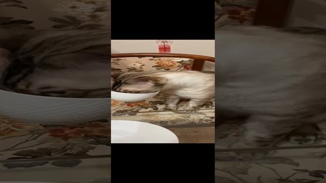 Кот пьет из чашки