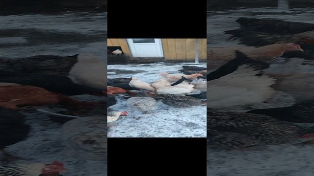 Какую мешанку лучше давать курам зимой ❄ 🤔