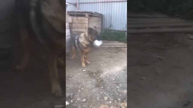 ДАНДИ в поисках тех, кому протянуть лапу дружбы 🐾 , трубку мира и ЦЕЛУЮ КАСТРЮЛЮ ЛЮБВИ!!!😃😃😃