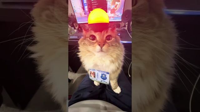 Смешные котики правят Миром. Поставь лайк, и они пощадят тебя!
Funny cats rule the world. Like it an