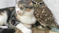 Сова угостила котёнка 1 и 2
