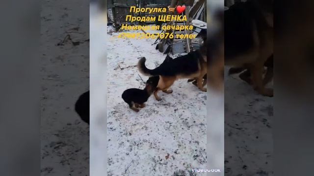 щенки немецкойовчаркичепрачныйокрасродителисдокументами Макеевка.mp4