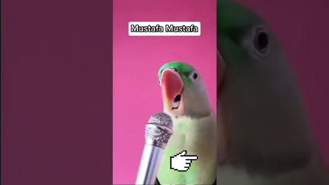 Мустафа Мустафа