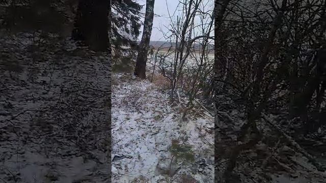 Собачку выбросили в лес