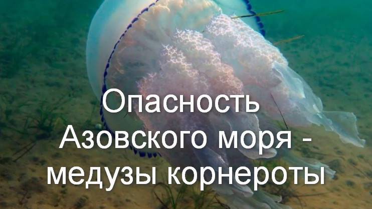 Опасность Азовского моря корнероты (ядовитые медузы)