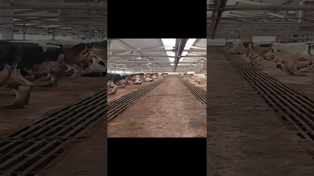 добрый день с чепаева