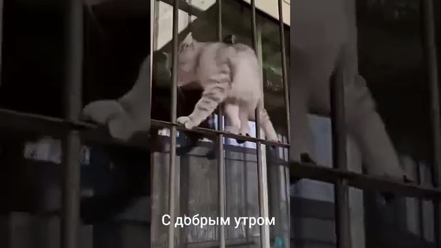 Утро начинается с хорошего