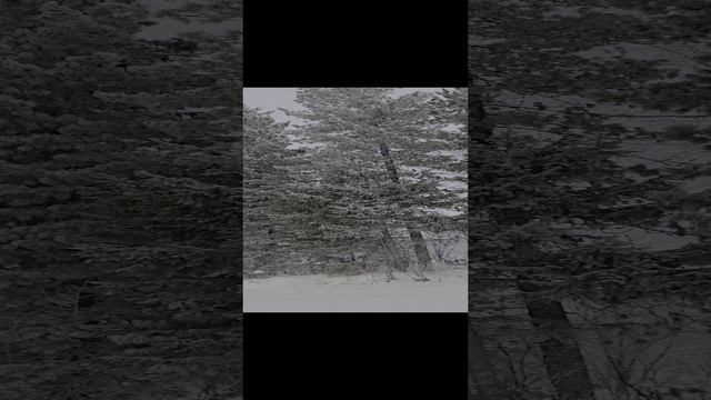 река Еты-Пур, подкова 30.11.24